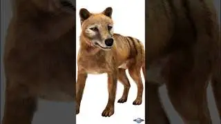 The Tasmanian Tiger: A Lost Species That We Need to Remember