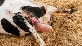 Cow struggles to give birth #cow #cowvideo #givingbirth #birth 