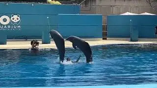 Мадридский Аквариум 🐬🐬🐬 #мадрид #zoo #дельфин #travel 