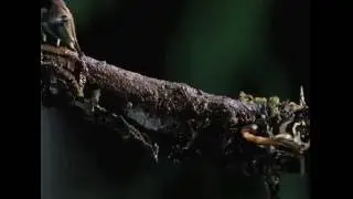 Bug Volta