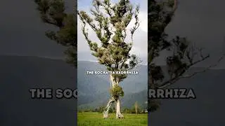 Ходячее дерево 🚶
