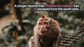 Animals on the Loose&rsquo;s Best Route, Explained