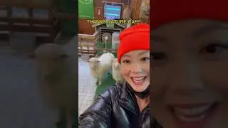 YOU WONT BELIEVE THESE ANIMAL CAFES IN SOUTH KOREA 😱😍