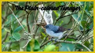 Plain-colored Tanager: Subtle Beauty of South America |#birds #southamerica #birdslovers #nature