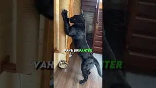YAVRU PANTERİ Kedi Diye Evine Alıp B&Uuml;Y&Uuml;TEN Kadın 🐆#shorts