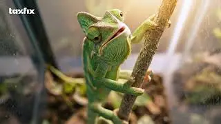 Taxfix 2026 | Chameleon | Brand | 15sec | 16:9 | 25FPS