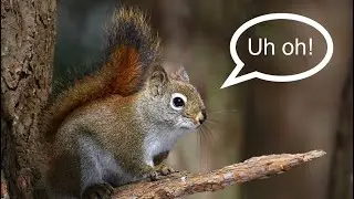Red squirrel trapping with rat traps!