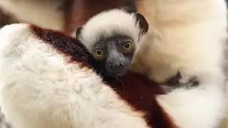 Dancing Lemur | Endangered Coquerel&rsquo;s sifaka