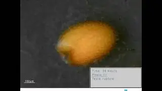 Seed Germination - time lapse