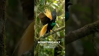 &ldquo;Amazing Fact: Birds of Paradise Dance to Attract a Mate.&rdquo;