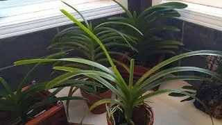 All my vanda orchids and how I grow them
