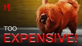 Top 10 Most Expensive Animals Ever Sold