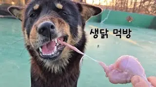 생닭 맛있게 먹는 방법
