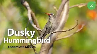 Dusky Hummingbird #hummingbird #colibr&iacute; #beijaflor #picaflor #Mexico