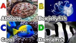 Alphabet Song with ocean Animals | ABC Learning Video for Preschool Kids | Koko Study Class