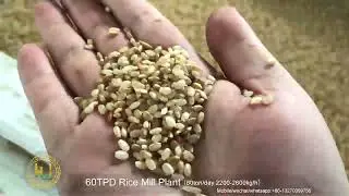 Elevate Your Rice Milling with a High-Efficiency 60T/D Solution #RiceMill #RiceMillingMachine