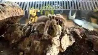 G Rosea vs Locust