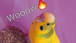 Cute little koky bird plays, eats and bites everything😂💕