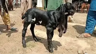 Sahiwal Bakra mandi ki update top K betal bachay03124058010 Altaf goats foram