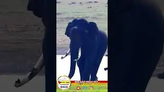 kabini backwater big elephant #elephant #shortsvideo #shorts #shortsviral
