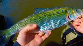 THESE FISH WOULD NOT STAY ON! SHAD FISHING 2020
