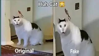 Huh! Huh! Cat ( Original Vs Fake Video )