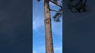 Long Leaf Pine Tree with Man-made Red Cockaded Woodpecker Nest at Hal Scott Preserve! Orlando
