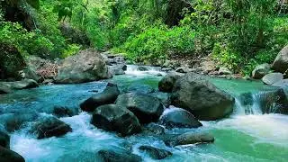 12H Immersive River Soundscape | Pure ASMR Nature Flow for Sleep & Stress
