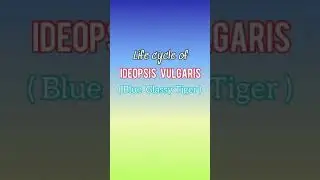 Butterfly life cycle of Ideopsis vulgaris ( Blue Glassy Tiger )