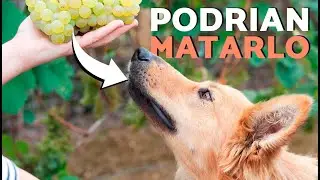 DO NOT give these foods to your dog! 🚫🐶🍇 These toxic dog foods could kill him!