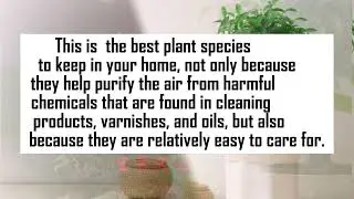 The best house plants to keep your home fresh
