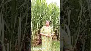 Super Napier grass for Dairy farms in Malayalam