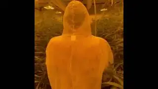 420 Hemplab - OFFICIAL TRAILER (CBD, Clones)