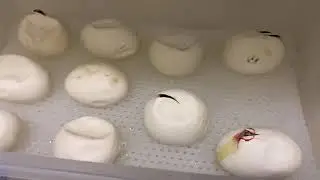 Blood Pythons Pipping - First Clutch of 2021