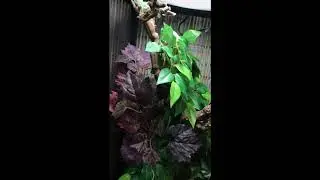 Chameleon Starter Kit Blackpool Reptiles