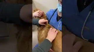 How to Give Subcutaneous (Under the Skin) Injections