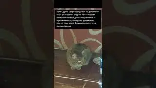 Харків 💖 #харьков #cat #вукраине #любовь #харківсьогодні #catvideos 21.11.2025
