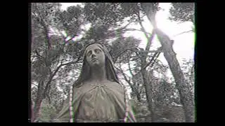 Percidae - ST25C