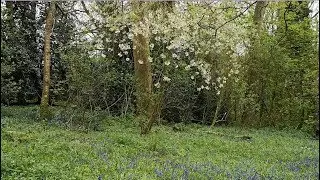2018.04.29 National Trust, Packwood House & Gardens, Warwickshire, UK - 02