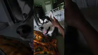 BELLA THE HUSKY 🐕JUST WANT SOME ATTENTION #short