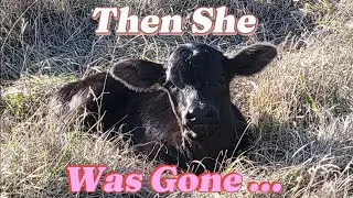 We Lost A Newborn Calf ... Then This Happened / Farm Life Story