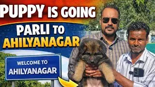 Long cote German Shepherd Dog Kennel Parli Vaijnath Dist Beed Maharashtra Raj jadhav 