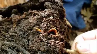 Centipede under bark