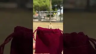 Guarda il commento fissato 🥰 #cane #collanapersonalizzata collana personalizzata con foto cane