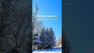 Snow Covered Trees Under Blue Sky ❄️ | Winter Nature Beauty #Shorts