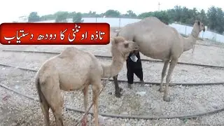 Camel Milk in Karachi Malir Near Kala Board Malir Heart Pakistan Cute Camel's Baby paktrip