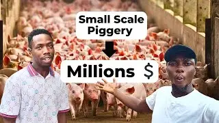 This Backyard Pig Farm Makes Millions Yearly 😲 | Small-Scale Pig Farming Documentary (Nigeria) 