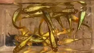24K Full Gold Guppy