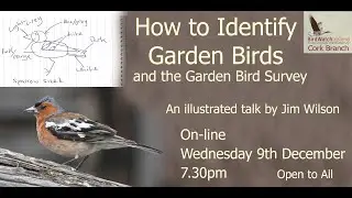 How to identify Garden Bird in Ireland