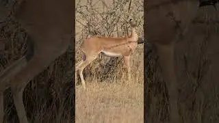 Steenbok in Etosha National Park, Namibia.